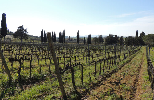 Wine tasting - Petricci e del Pianta farm (Tuscany)