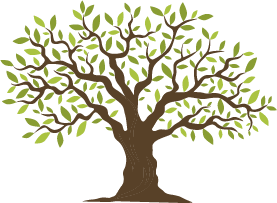 Standard olive tree