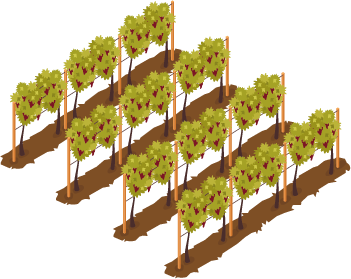 Grape row