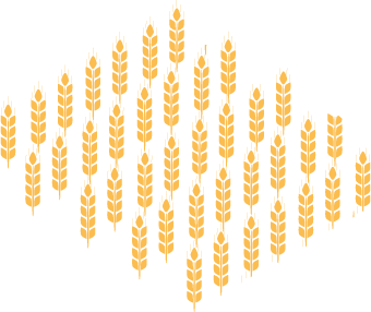 Wheat field